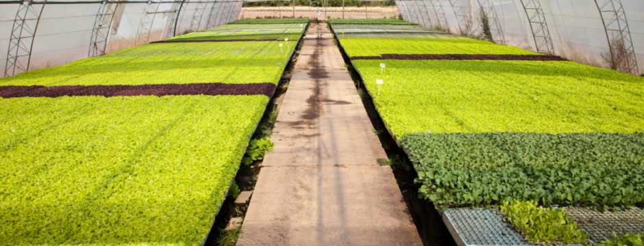  Farming in New Jersey - What to Look for When Choosing Flooring for Grow Rooms and Greenhouses